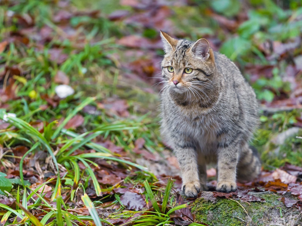 Обои трава, листья, кошка, дикий кот, лесной кот, grass, leaves, cat, wild cat, wildcat разрешение 2048x1365 Загрузить