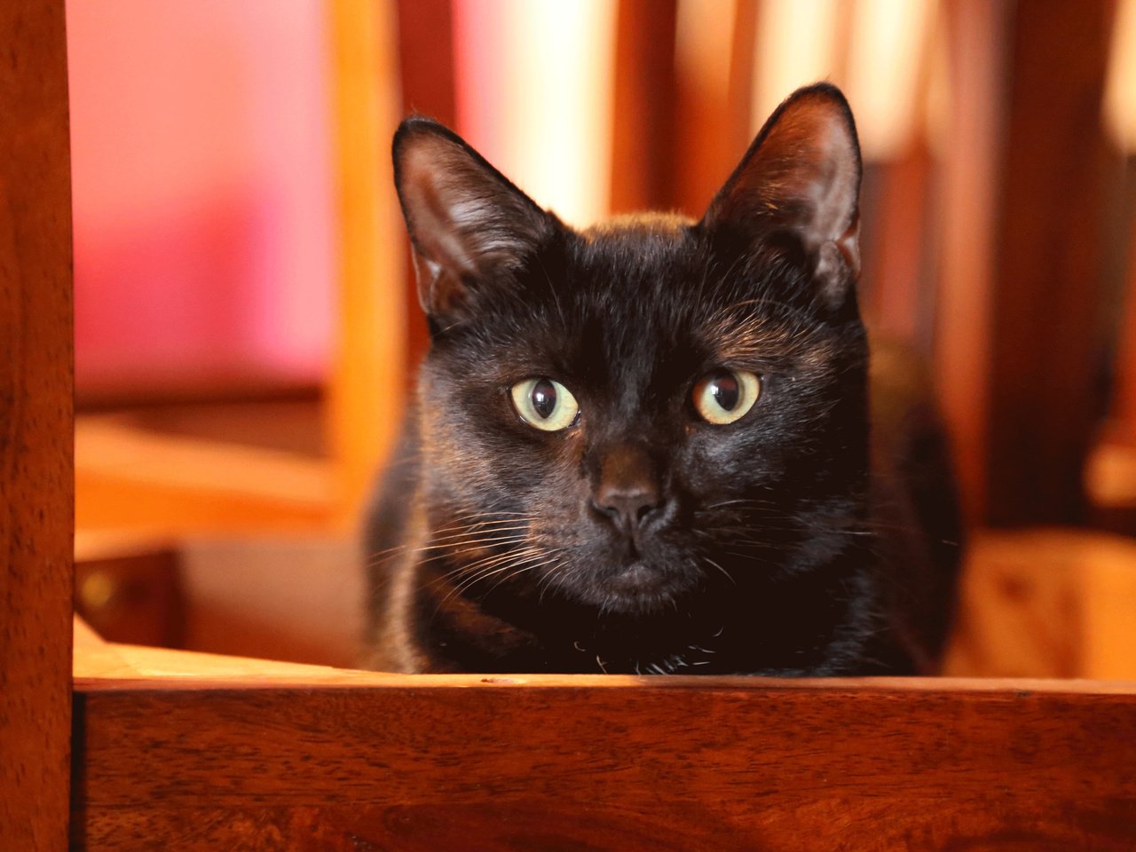 Обои глаза, кот, кошка, взгляд, черный, ушки, eyes, cat, look, black, ears разрешение 2048x1365 Загрузить
