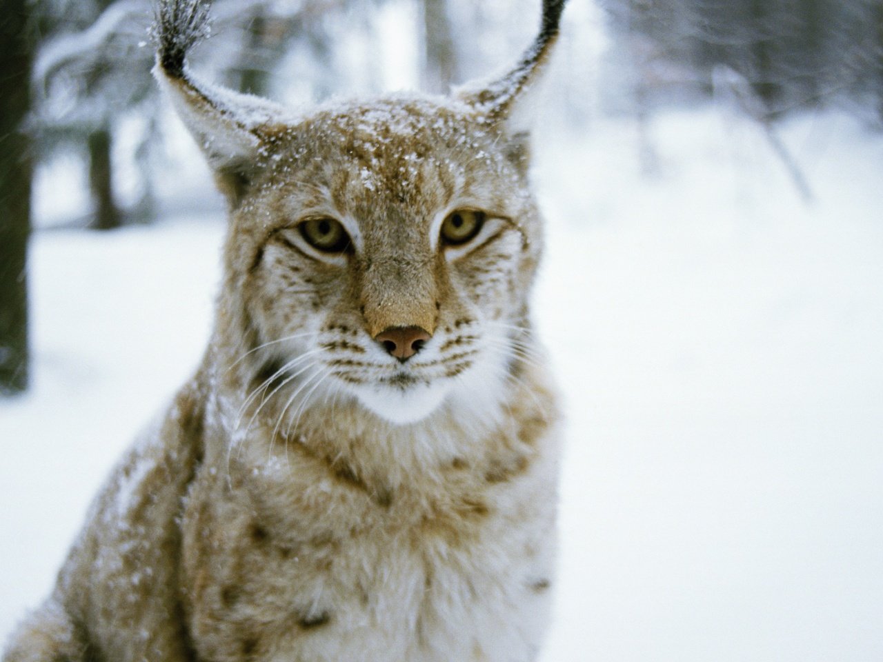 Обои лес, зима, рысь, хищник, дикая кошка, forest, winter, lynx, predator, wild cat разрешение 2880x1800 Загрузить