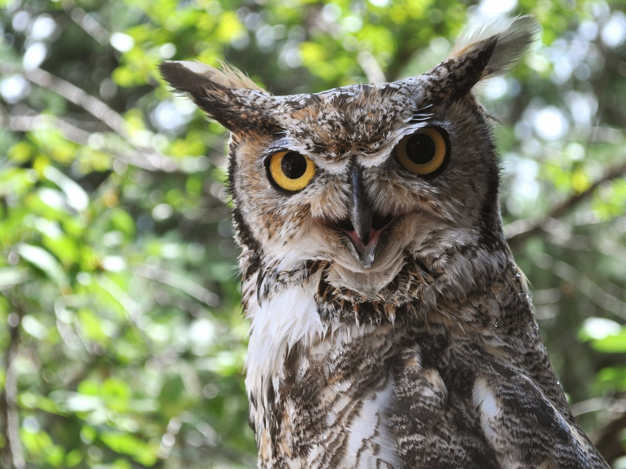 Обои сова, природа, птица, клюв, уши, рогатая сова, owl, nature, bird, beak, ears разрешение 4288x2848 Загрузить