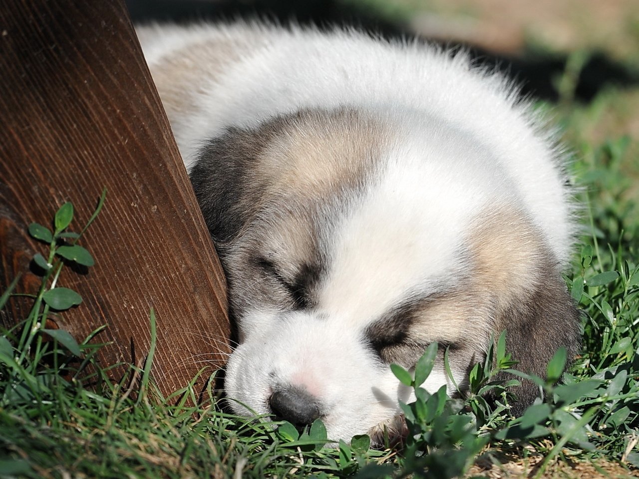 Обои морда, трава, сон, собака, щенок, милый, face, grass, sleep, dog, puppy, cute разрешение 1920x1280 Загрузить