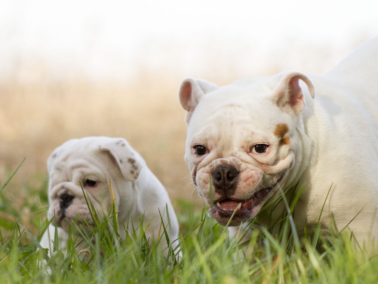 Обои улыбка, щенок, собаки, английский бульдог, трава., smile, puppy, dogs, english bulldog, grass. разрешение 1920x1200 Загрузить
