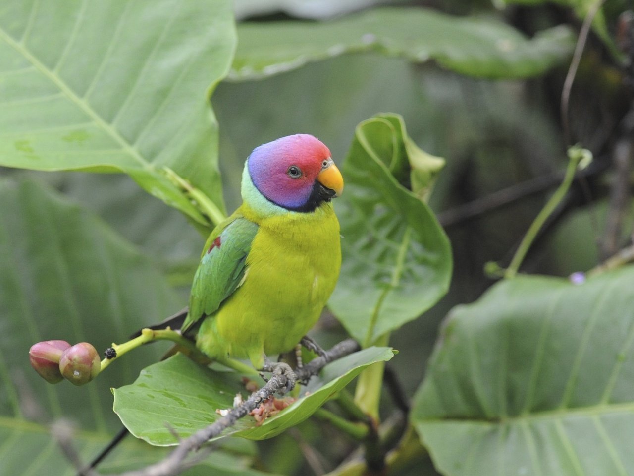 Обои ветка, листья, птица, попугай, красноголовый, кольчатый, branch, leaves, bird, parrot, common, ringed разрешение 1982x1416 Загрузить