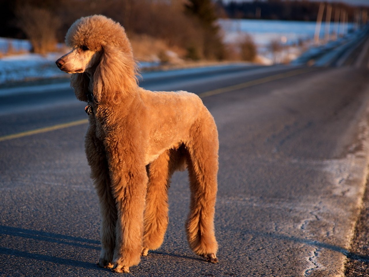 Обои дорога, собака, пудель, road, dog, poodle разрешение 1920x1200 Загрузить