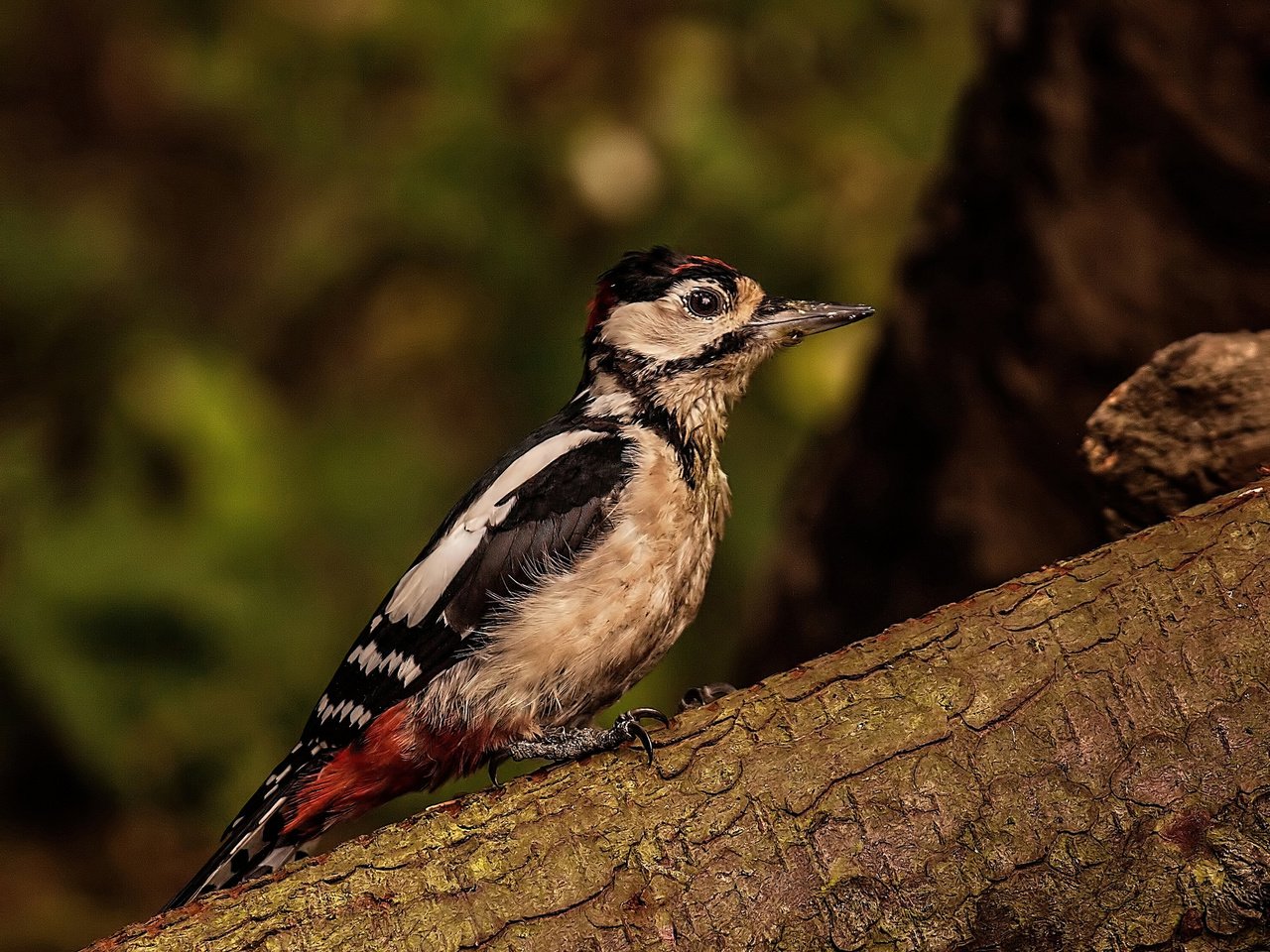 Обои природа, птица, ствол, кора, дятел, nature, bird, trunk, bark, woodpecker разрешение 2048x1563 Загрузить