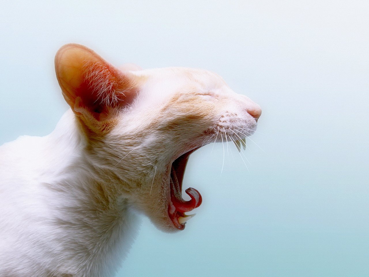 Обои кот, кошка, белый, зубы, язык, зевает, cat, white, teeth, language, yawns разрешение 1920x1080 Загрузить