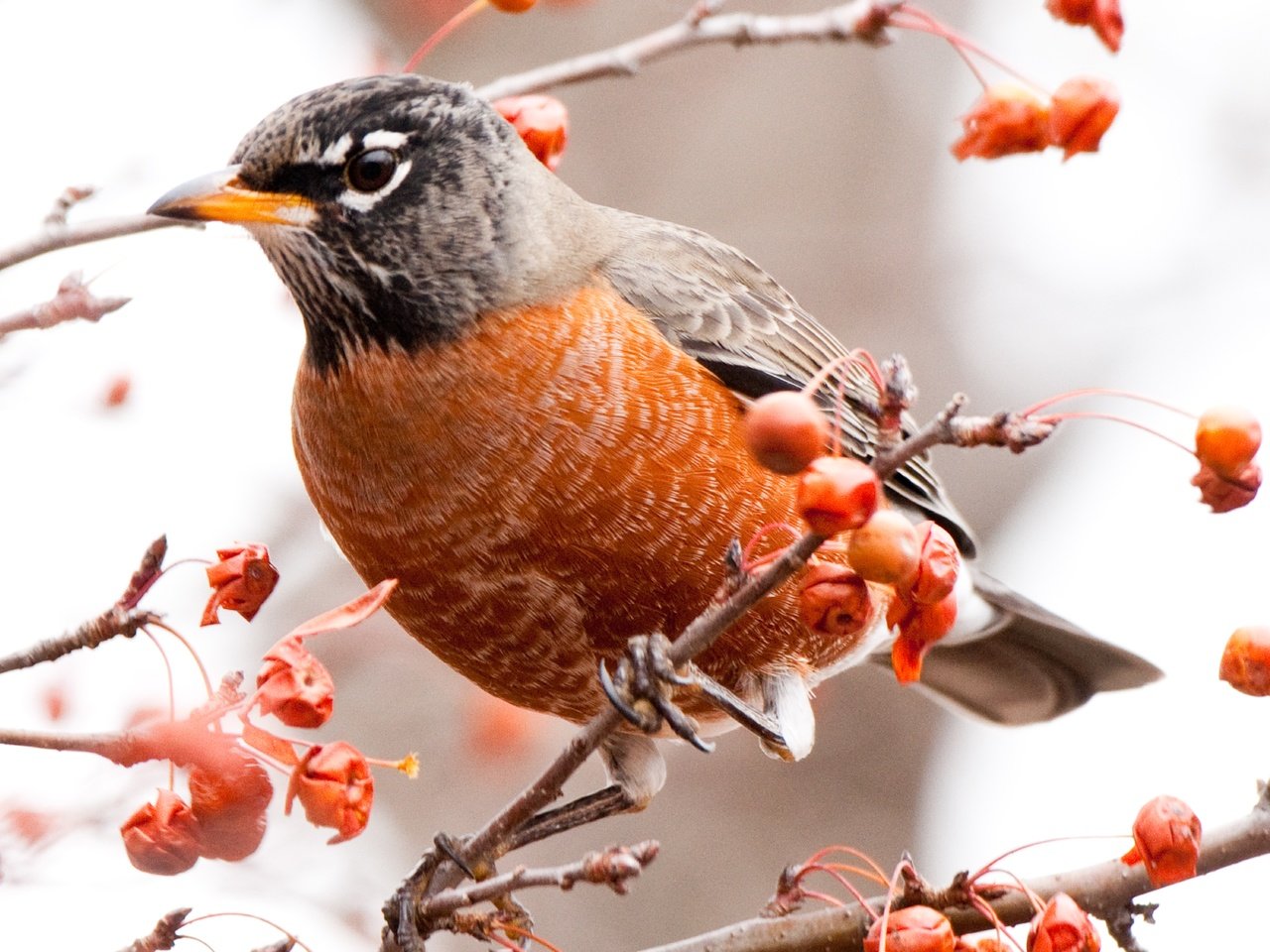 Обои ветки, птица, ягоды, дрозд, american robin, branches, bird, berries, thrush разрешение 8000x4500 Загрузить