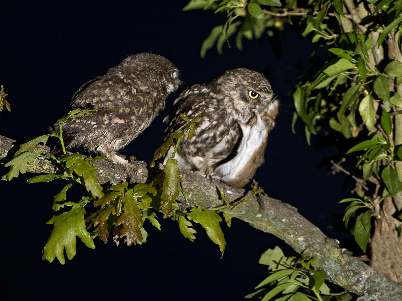 Обои ночь, ветка, птицы, мышь, охота, совы, домовые сычи, night, branch, birds, mouse, hunting, owls, brownies owls разрешение 2048x1638 Загрузить