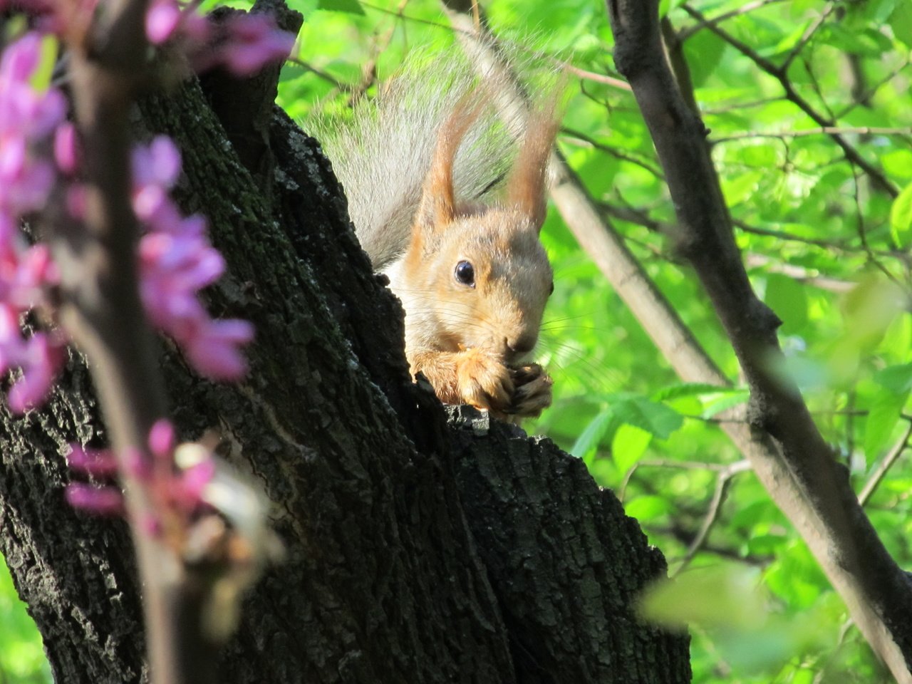 Обои природа, дерево, животные, листва, ушки, белка, nature, tree, animals, foliage, ears, protein разрешение 4000x3000 Загрузить