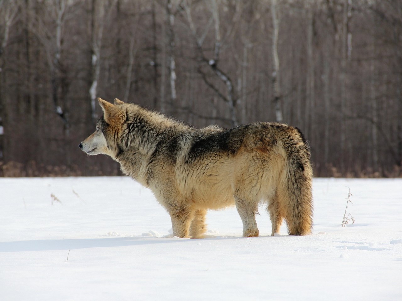 Обои снег, природа, лес, зима, хищник, волк, snow, nature, forest, winter, predator, wolf разрешение 1920x1200 Загрузить