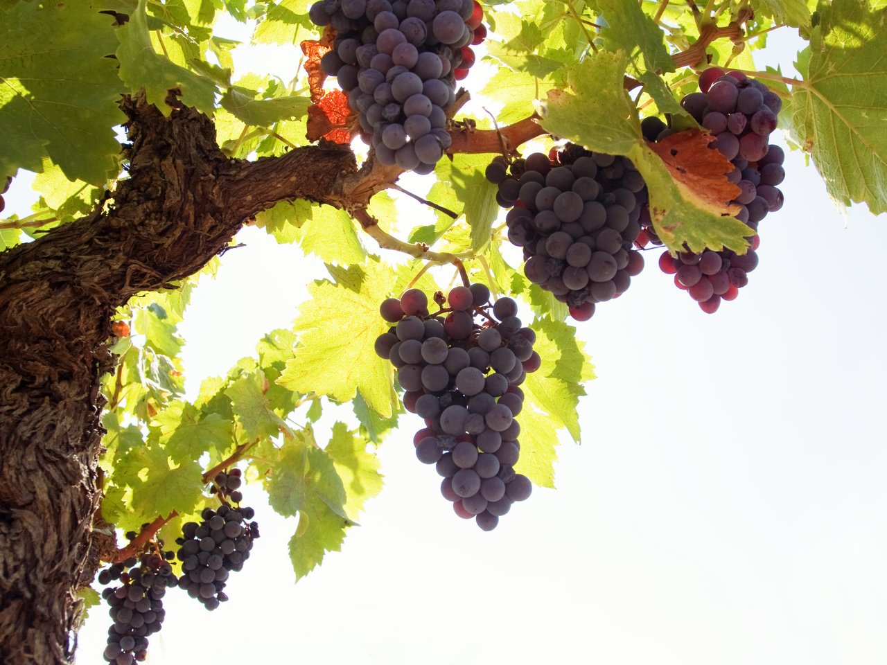 Обои листья, синий, виноград, ягоды, виноградная лоза, грозди, leaves, blue, grapes, berries, vine, bunches разрешение 2560x1600 Загрузить