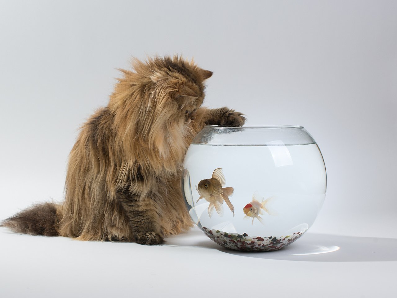 Обои кошка, рыбки, аквариум, интерес, дейзи, бенджамин тород, бен тород, cat, fish, aquarium, interest, daisy, benjamin torod, ben torod разрешение 2048x1364 Загрузить