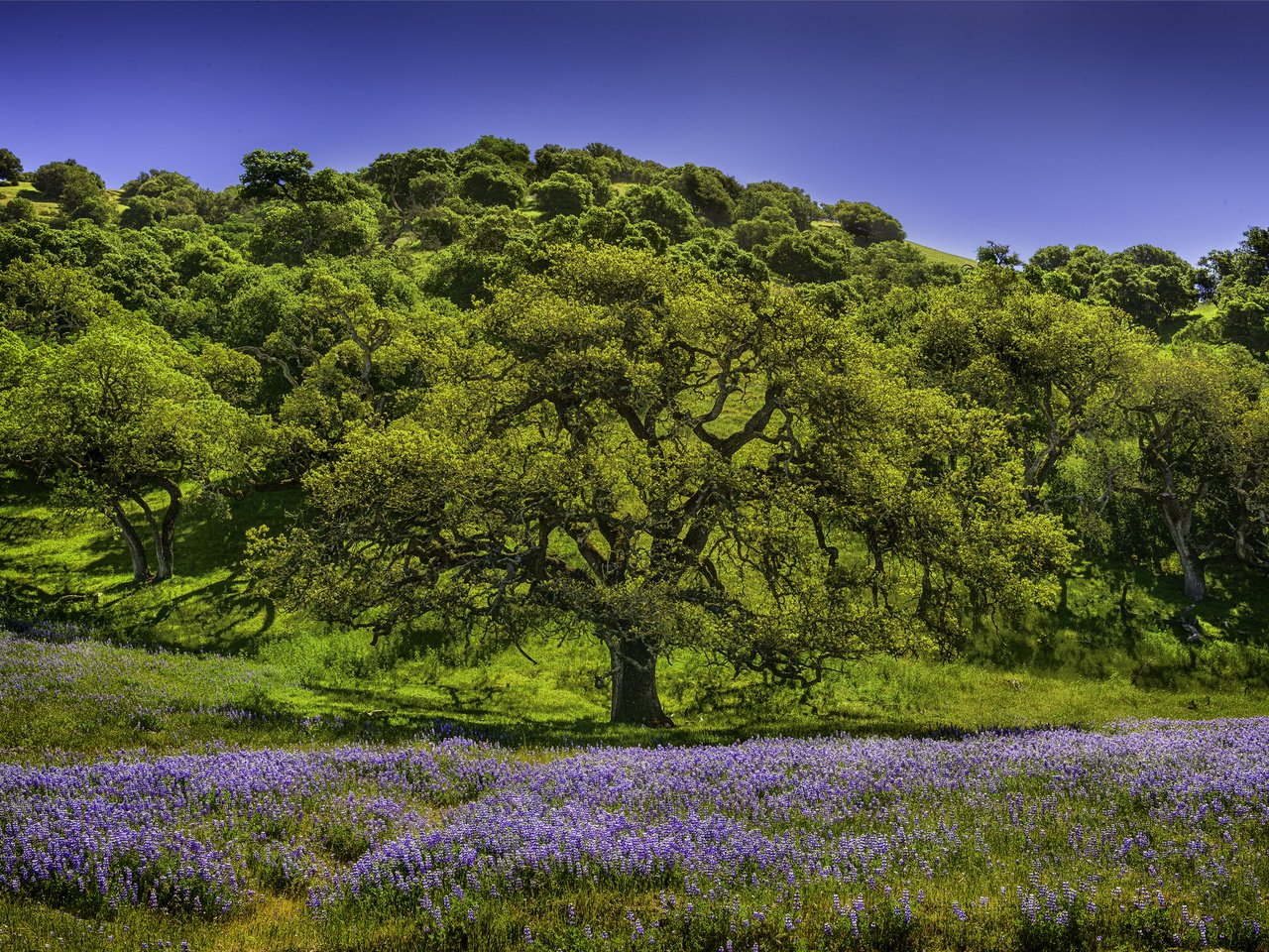 Обои небо, цветы, трава, деревья, холмы, природа, луг, люпин, the sky, flowers, grass, trees, hills, nature, meadow, lupin разрешение 2048x1367 Загрузить