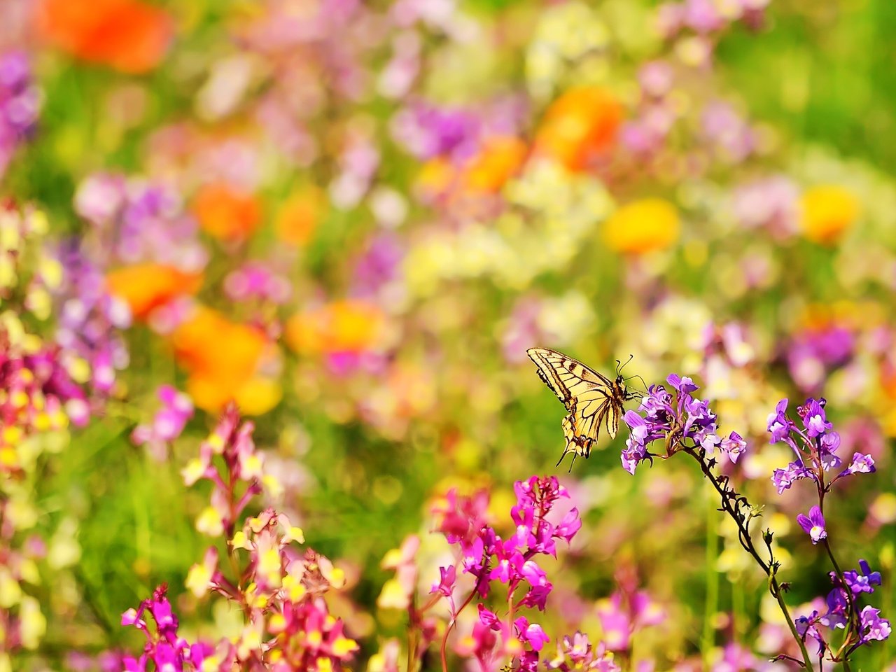 Обои цветы, природа, насекомое, лето, бабочка, ярко, размытость, боке, flowers, nature, insect, summer, butterfly, bright, blur, bokeh разрешение 1920x1200 Загрузить