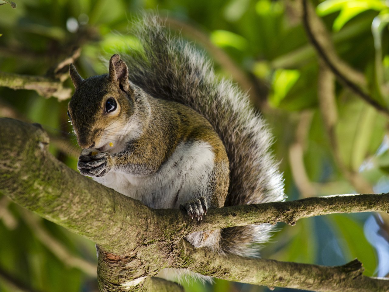 Обои дерево, животные, ветки, белка, белочка, tree, animals, branches, protein, squirrel разрешение 2048x1356 Загрузить