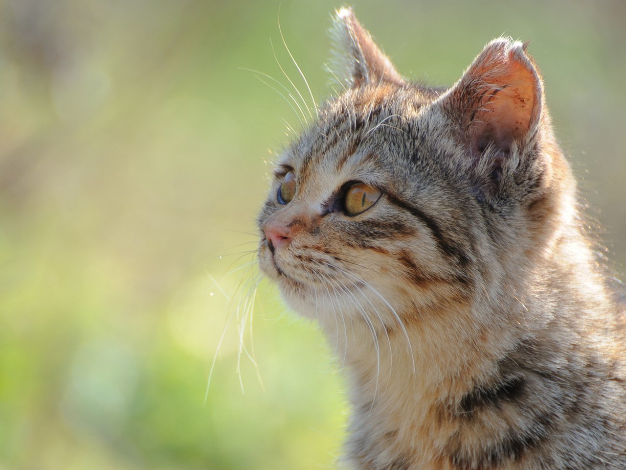 Обои морда, солнце, зелень, фокус камеры, кот, кошка, face, the sun, greens, the focus of the camera, cat разрешение 1920x1200 Загрузить