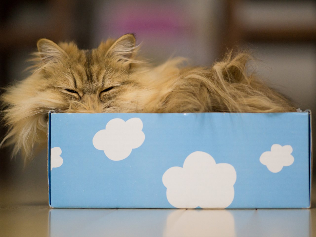 Обои облака, кот, кошка, сон, коробка, дейзи, бенджамин тород, бен тород, clouds, cat, sleep, box, daisy, benjamin torod, ben torod разрешение 3000x2000 Загрузить