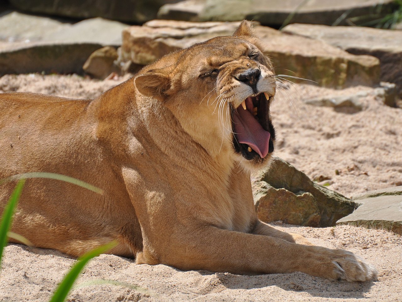 Обои камни, животные, песок, хищник, лев, львица, stones, animals, sand, predator, leo, lioness разрешение 2048x1360 Загрузить