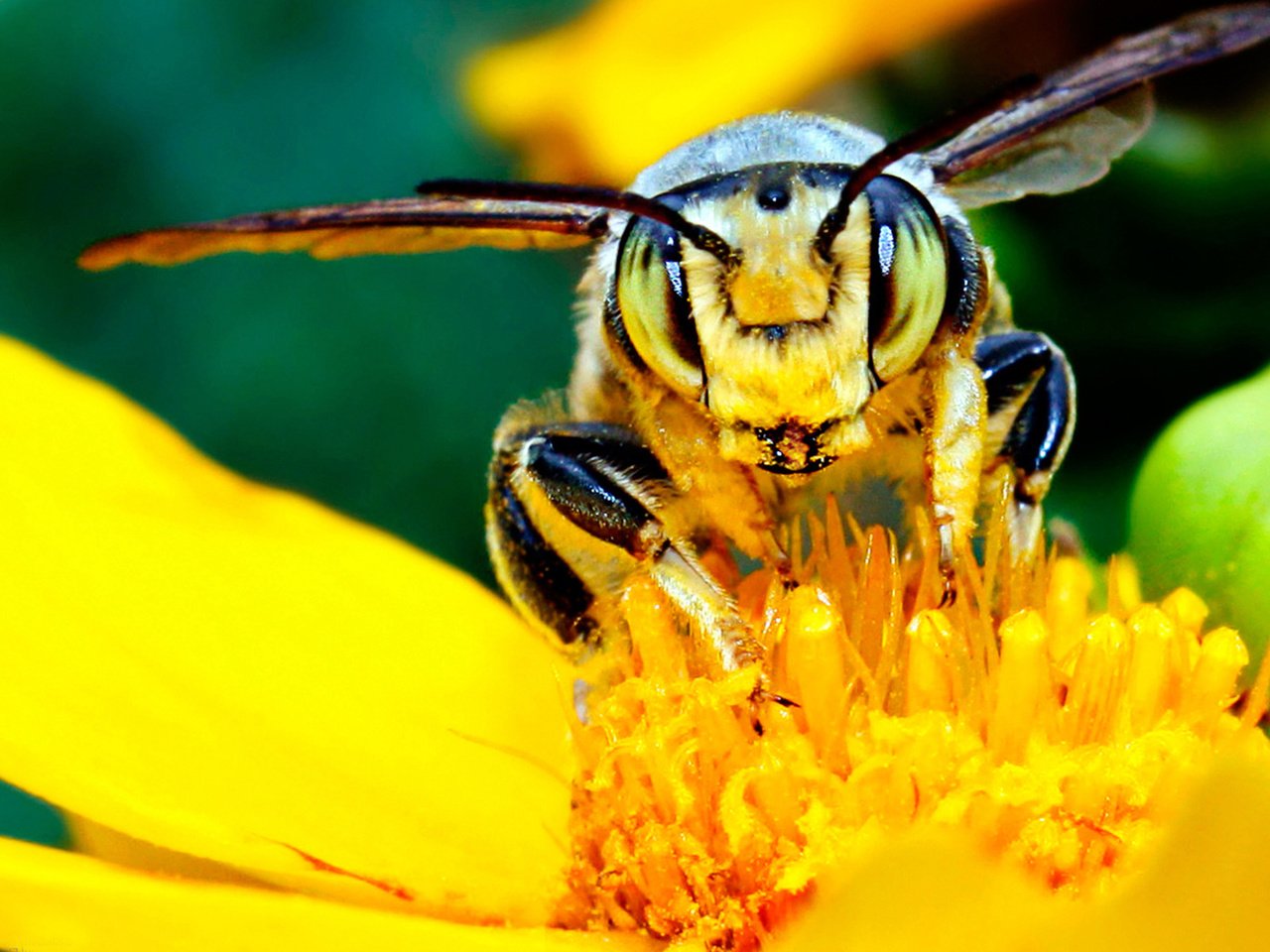 Обои желтый, цветок, насекомые, пчела, нектар, мед.цветок, yellow, flower, insects, bee, nectar, med.flower разрешение 1920x1200 Загрузить