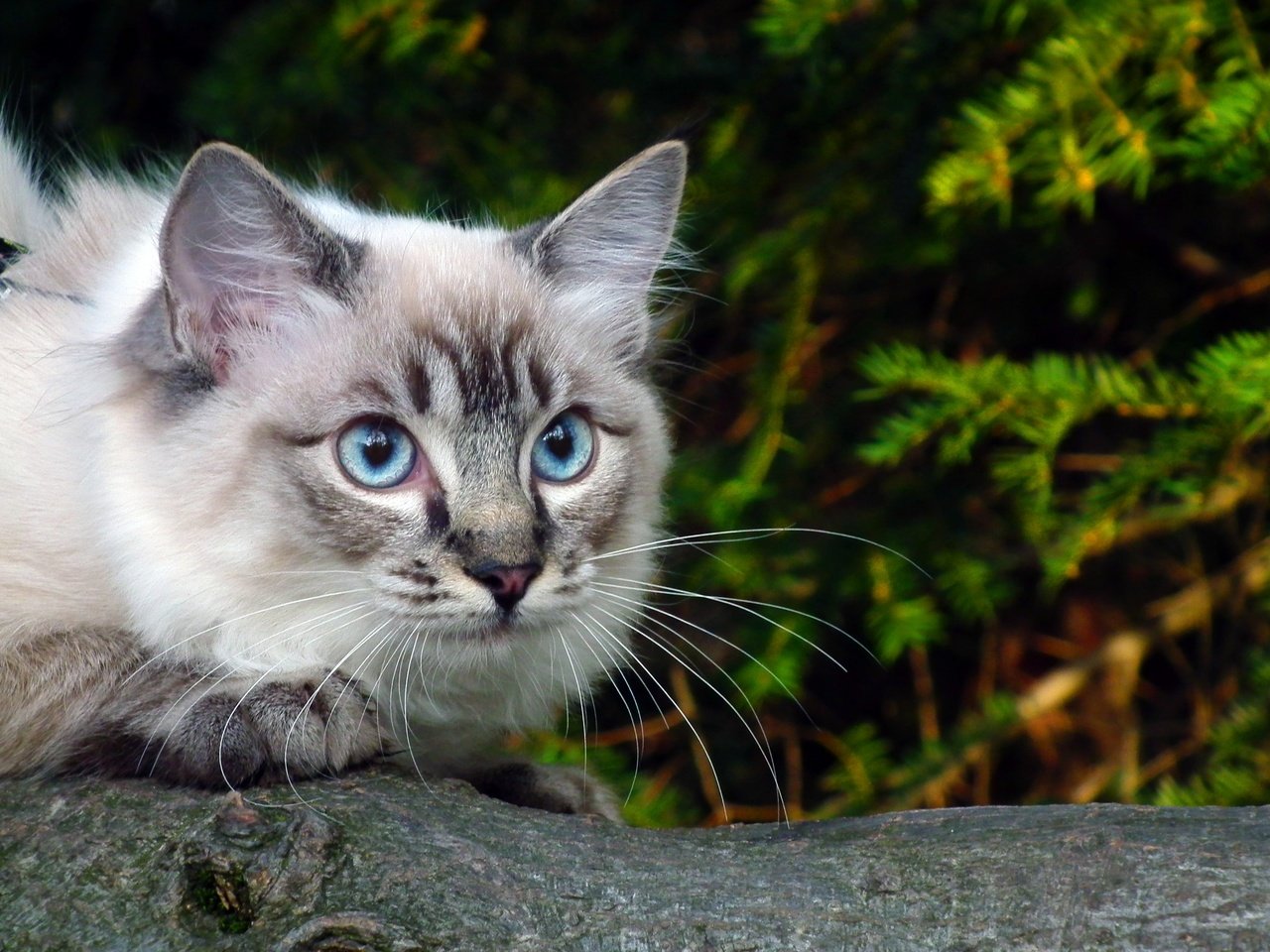 Обои глаза, ветка, зелень, кошка, голубые, eyes, branch, greens, cat, blue разрешение 2592x1944 Загрузить