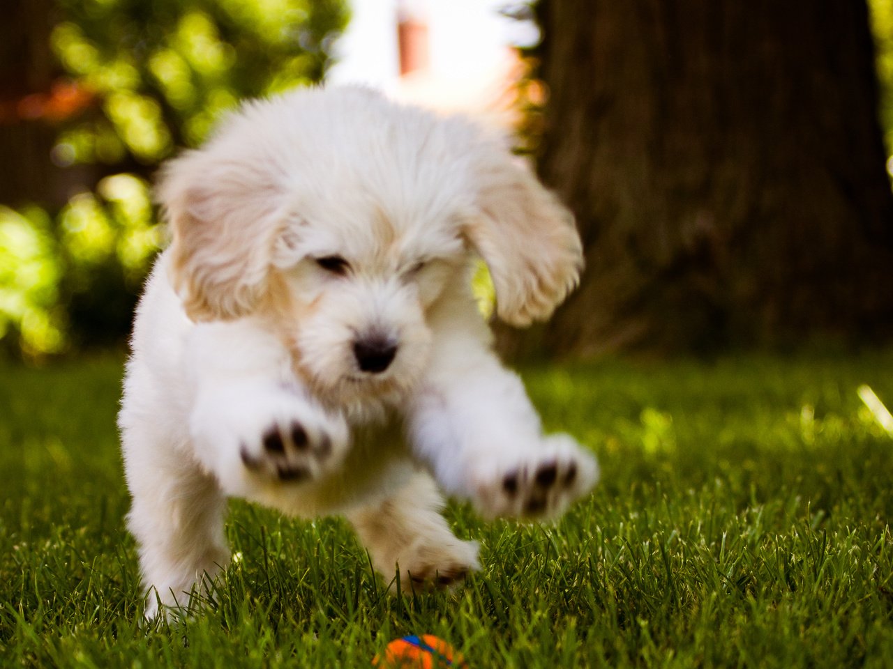 Обои трава, белый, собака, щенок, игра, мячик, grass, white, dog, puppy, the game, the ball разрешение 2560x1600 Загрузить