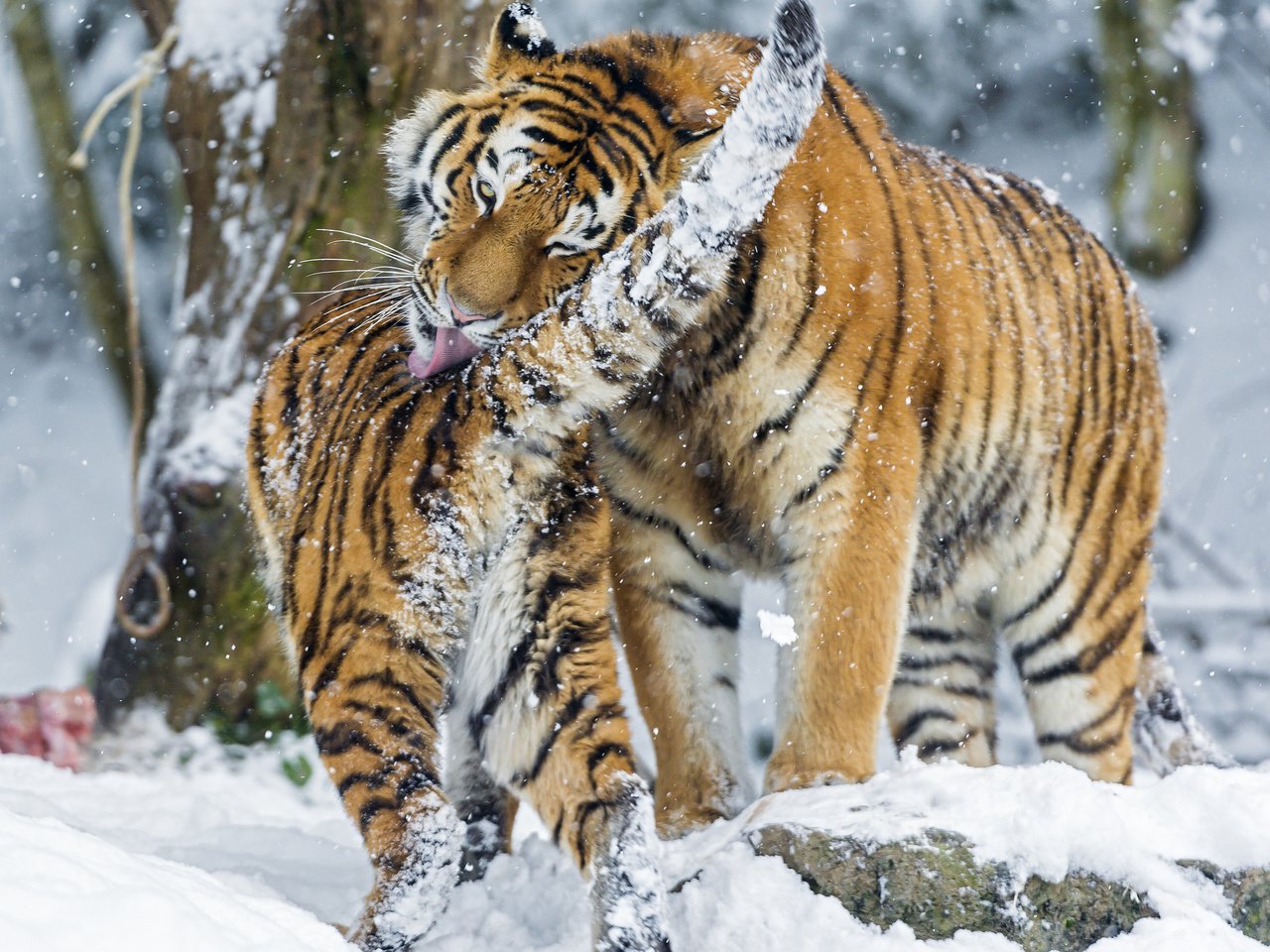 Обои тигр, снег, зима, хищник, большая кошка, игры, умывание, амурские, tiger, snow, winter, predator, big cat, game, washing, amur разрешение 2048x1638 Загрузить