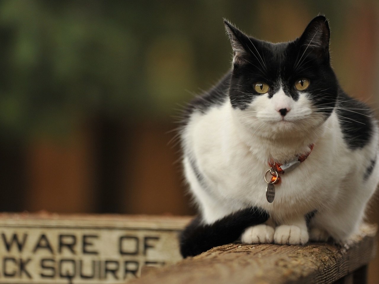 Обои кот, кошка, ошейник, чёрно-белый, cat, collar, black and white разрешение 1920x1080 Загрузить