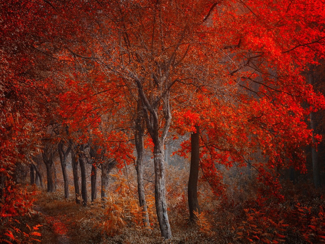 Обои лес, осень, forest, autumn разрешение 1920x1200 Загрузить