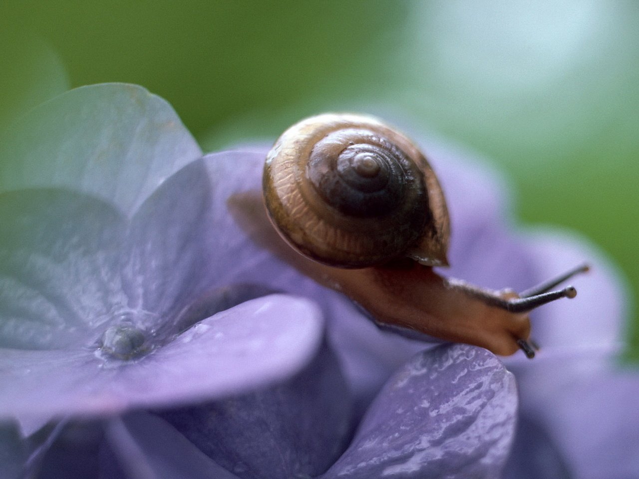 Обои цветок, лепестки, улытка, makro, fialki, гортензия, брюхоногий моллюск, flower, petals, ulitka, hydrangea разрешение 2560x1600 Загрузить