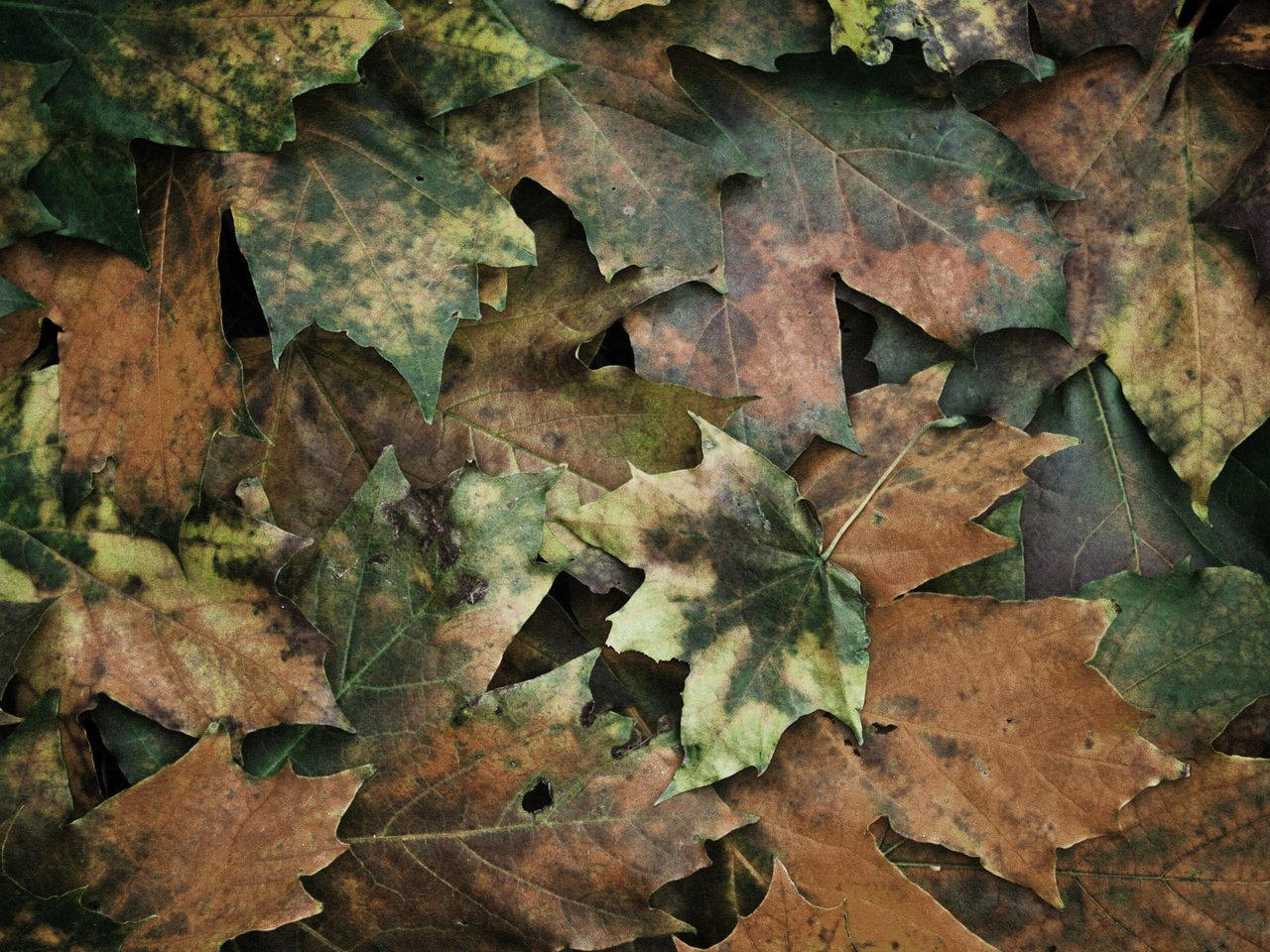 Обои текстура, листья, texture, leaves разрешение 1920x1200 Загрузить