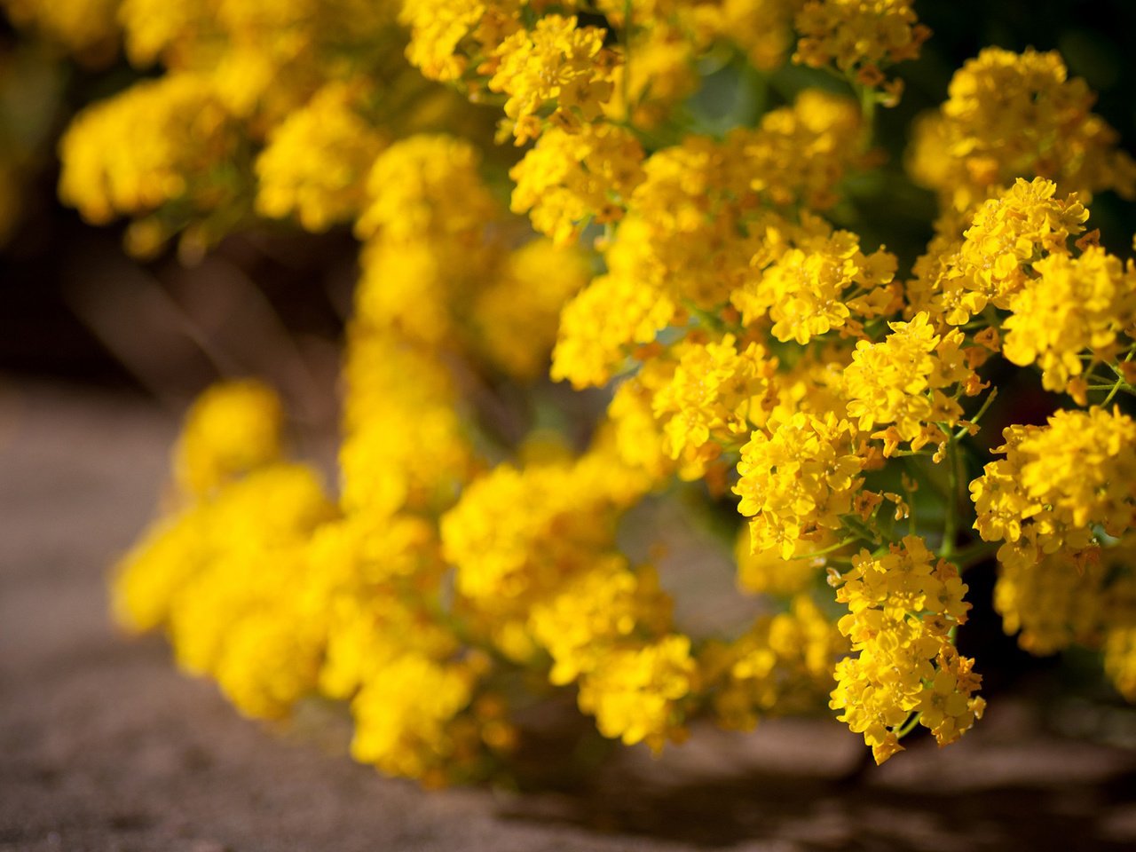 Обои цветы, цветение, желтые, кустарник, желтые цветы, flowers, flowering, yellow, shrub, yellow flowers разрешение 1920x1200 Загрузить