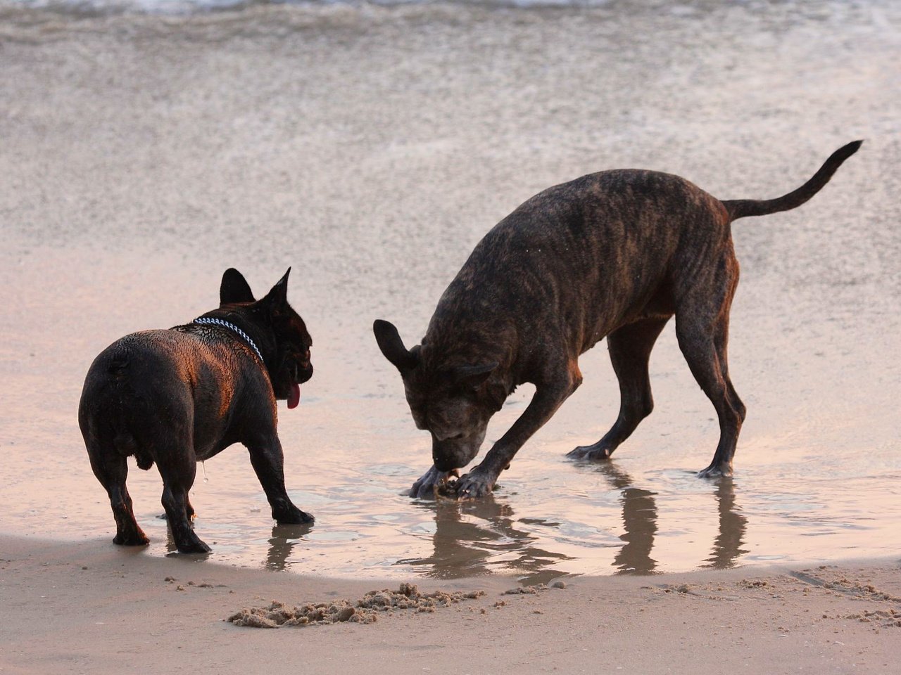 Обои море, песок, пляж, собаки, sea, sand, beach, dogs разрешение 1920x1200 Загрузить