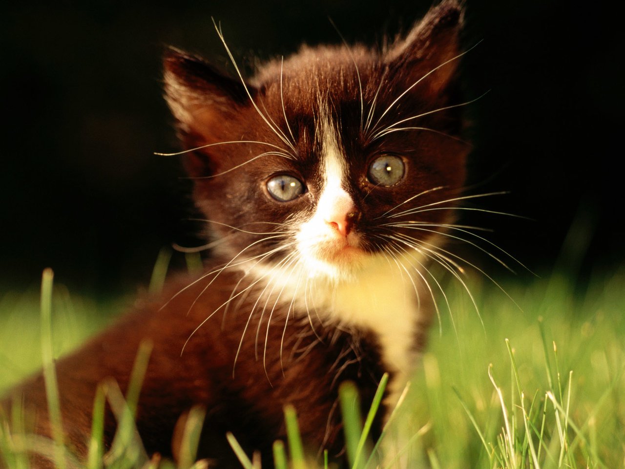 Черный кот, трава, горшок без смс