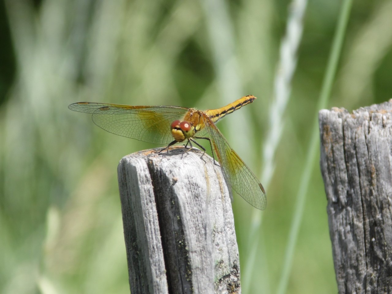 Обои природа, макро, насекомое, стрекоза, крылышки, nature, macro, insect, dragonfly, wings разрешение 2880x1800 Загрузить