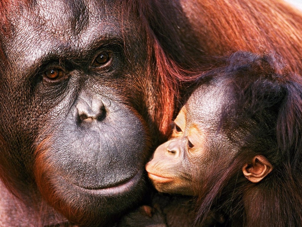 Обои семья, детеныш, орангутанг, обезьяны, мать, family, cub, orangutan, monkey, mother разрешение 1920x1200 Загрузить