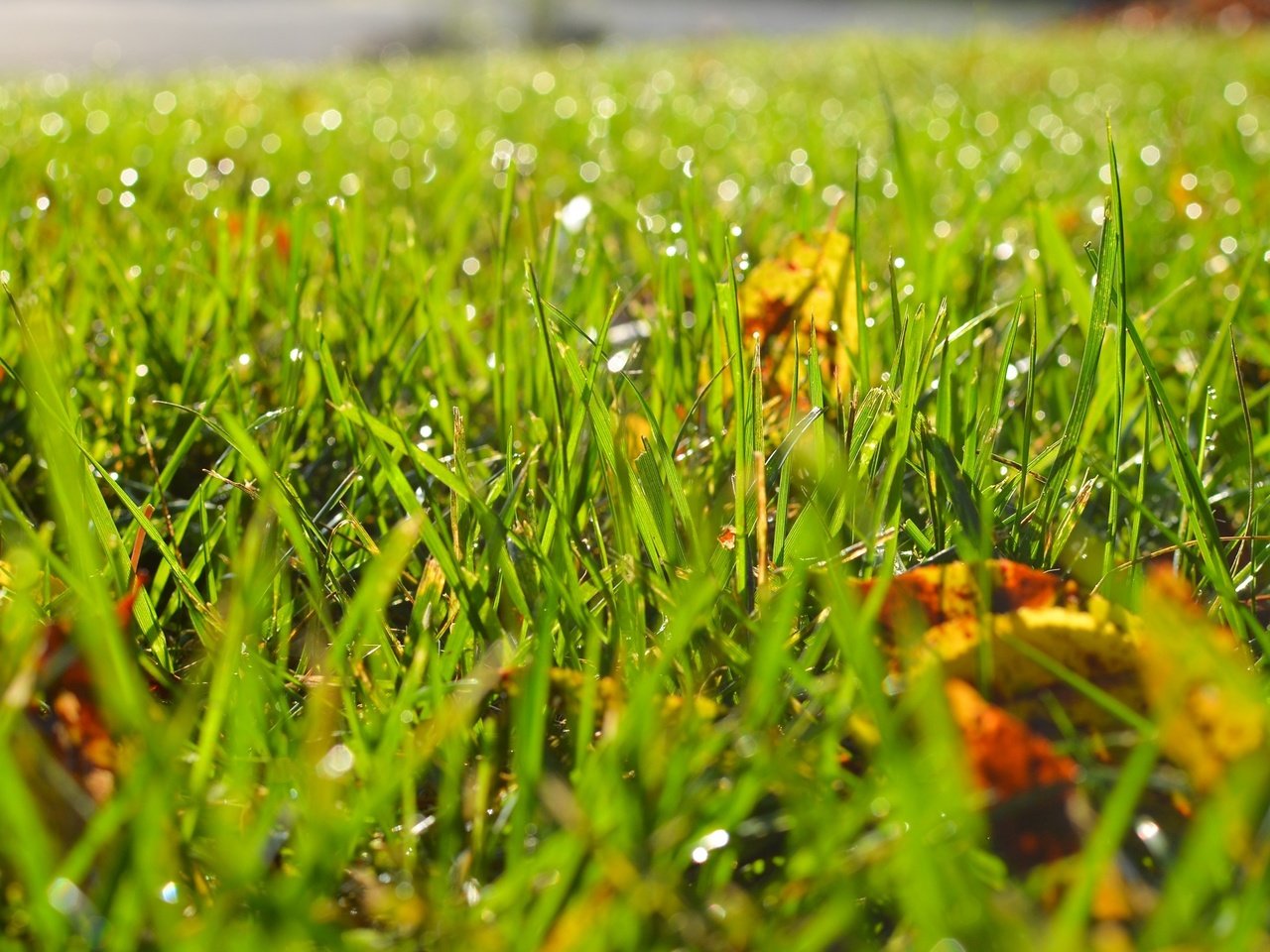 Обои трава, листья, роса, капли, осень, размытость, grass, leaves, rosa, drops, autumn, blur разрешение 2880x1800 Загрузить