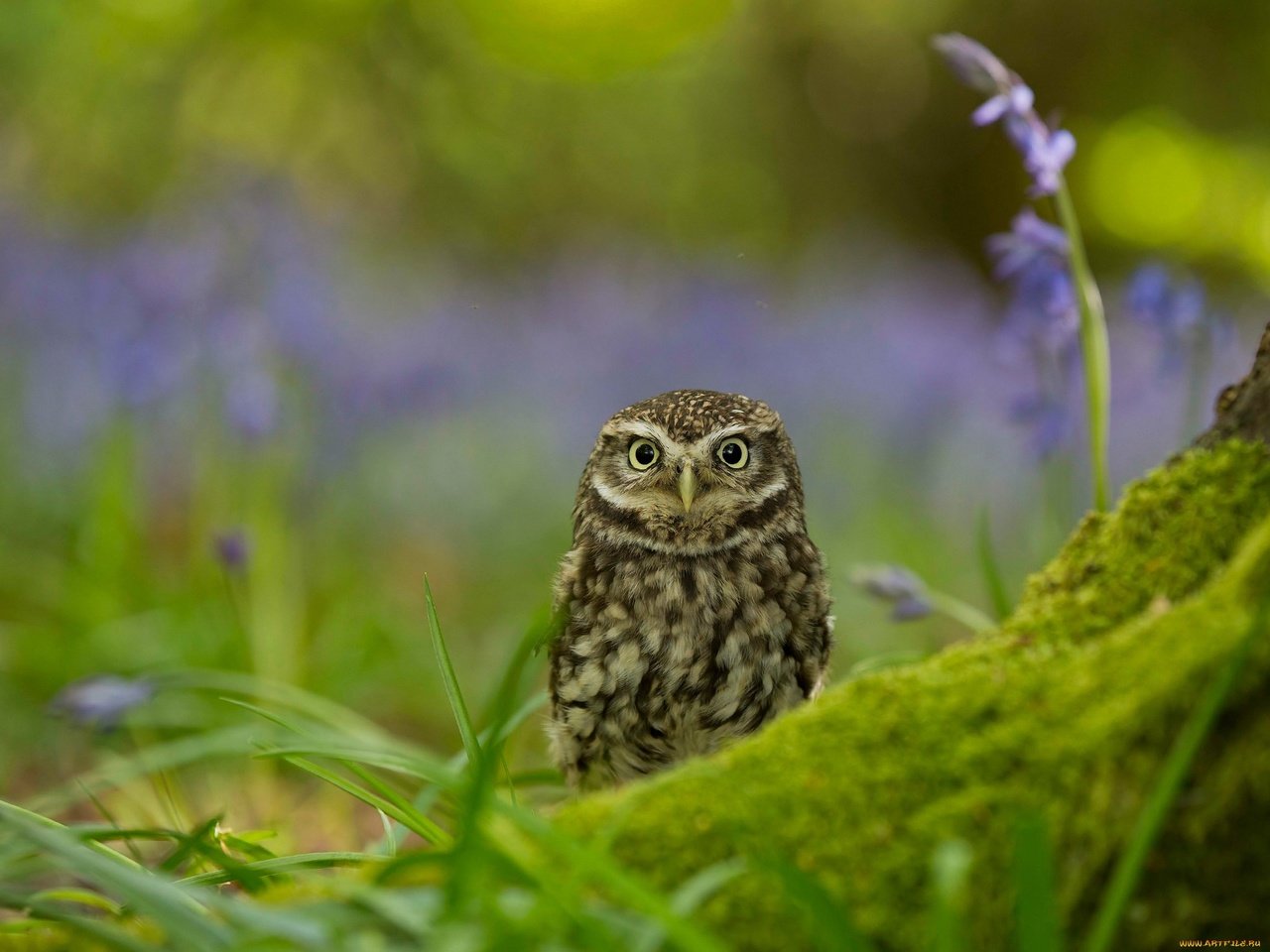 Обои сова, природа, птица, домовой сыч, owl, nature, bird, little owl разрешение 2048x1529 Загрузить