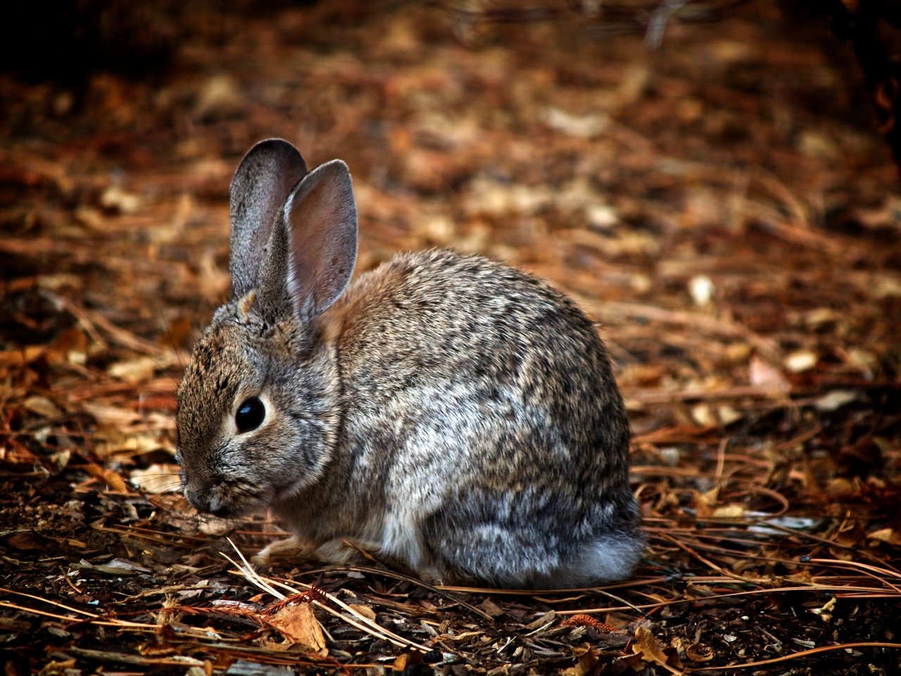 Обои природа, животные, ушки, зайцы, заяц, зайчик, nature, animals, ears, rabbits, hare, bunny разрешение 3600x2400 Загрузить