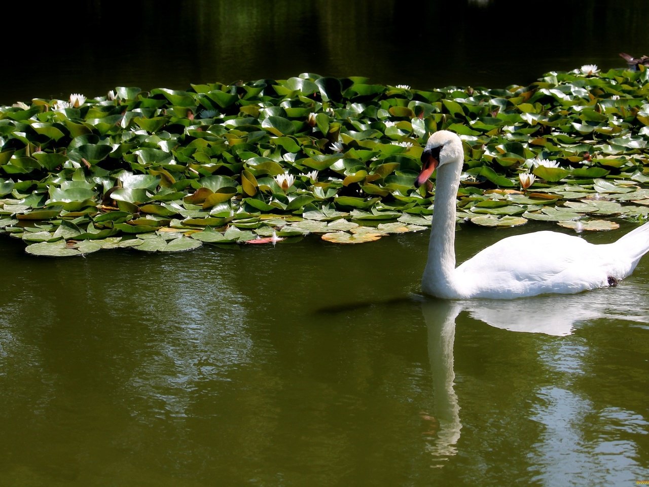 Обои вода, белый, птицы, лебедь, кувшинки, water, white, birds, swan, water lilies разрешение 2048x1365 Загрузить