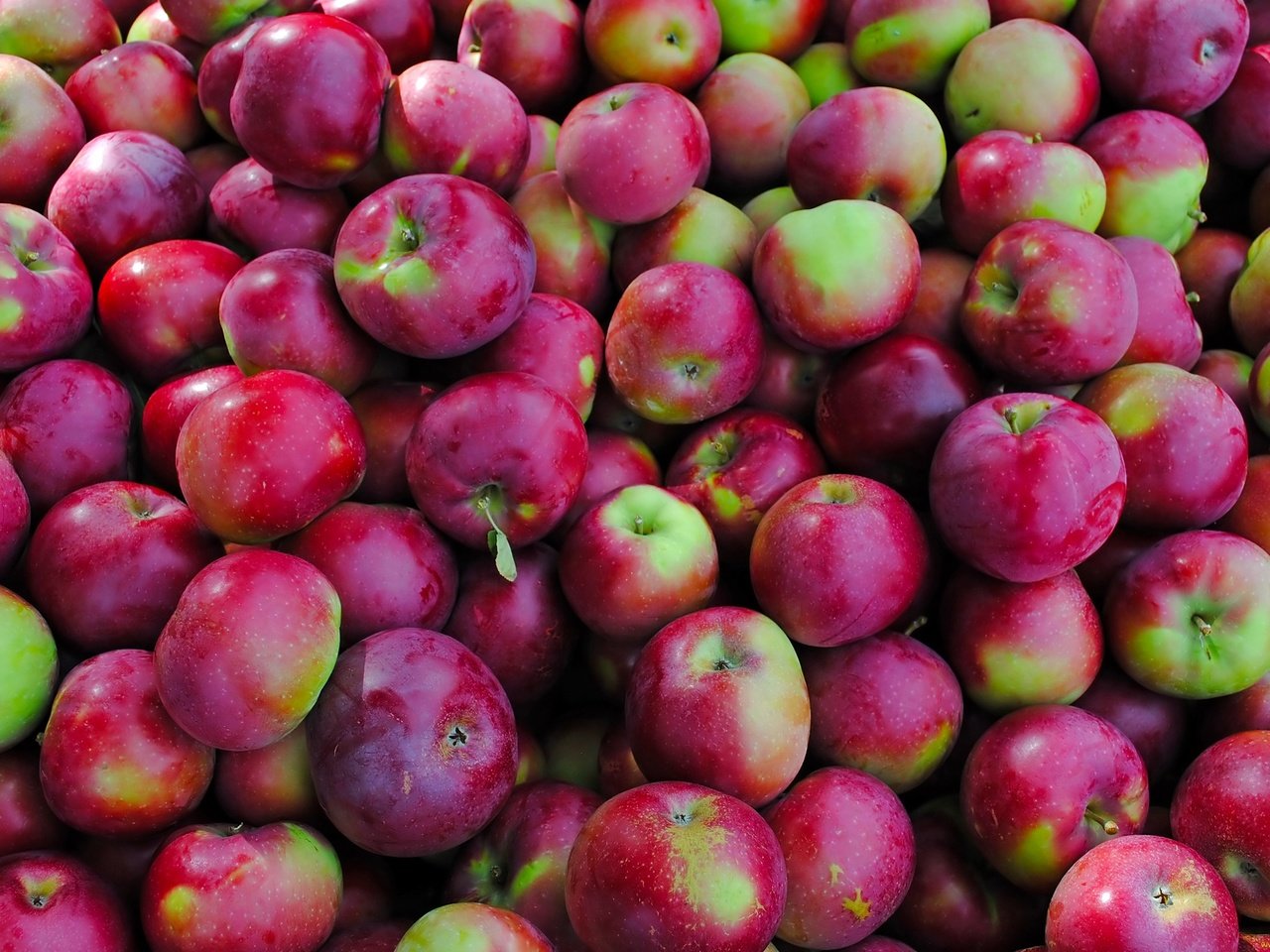 Обои фрукты, яблоки, много, красно-зеленые, fruit, apples, a lot, red-green разрешение 2500x1674 Загрузить