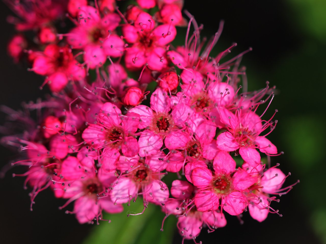 Обои цветы, макро, лепестки, ярко, розовые цветы, спирея, flowers, macro, petals, bright, pink flowers, spiraea разрешение 4144x3392 Загрузить