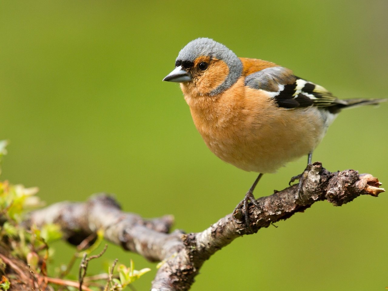 Обои ветка, природа, птицы, зяблик, branch, nature, birds, chaffinch разрешение 2048x1328 Загрузить