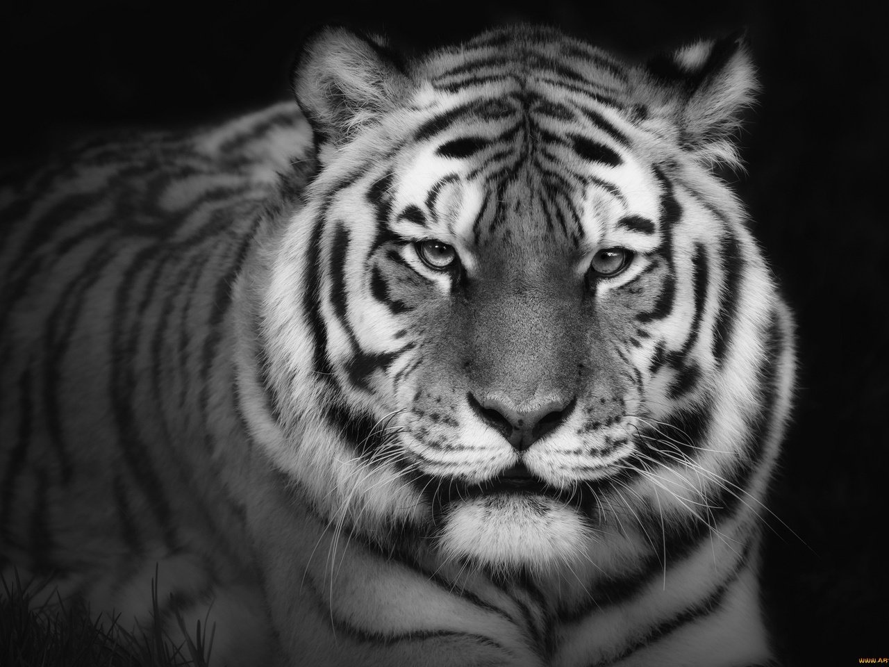 Обои тигр, фон, взгляд, хищник, tiger, background, look, predator разрешение 2048x1407 Загрузить