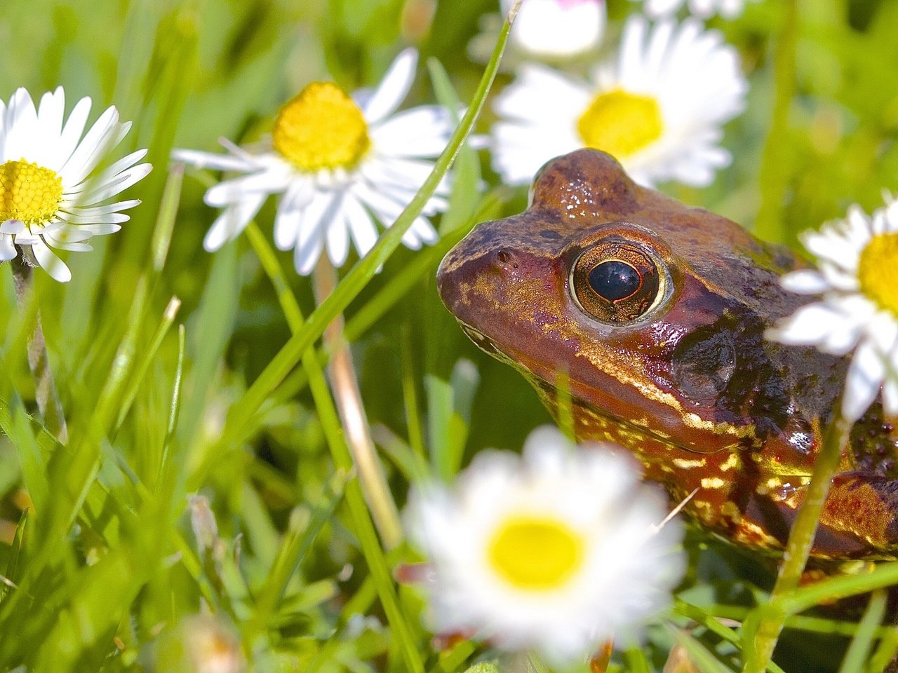 Обои цветы, животные, лягушка, ромашки, flowers, animals, frog, chamomile разрешение 2677x1600 Загрузить