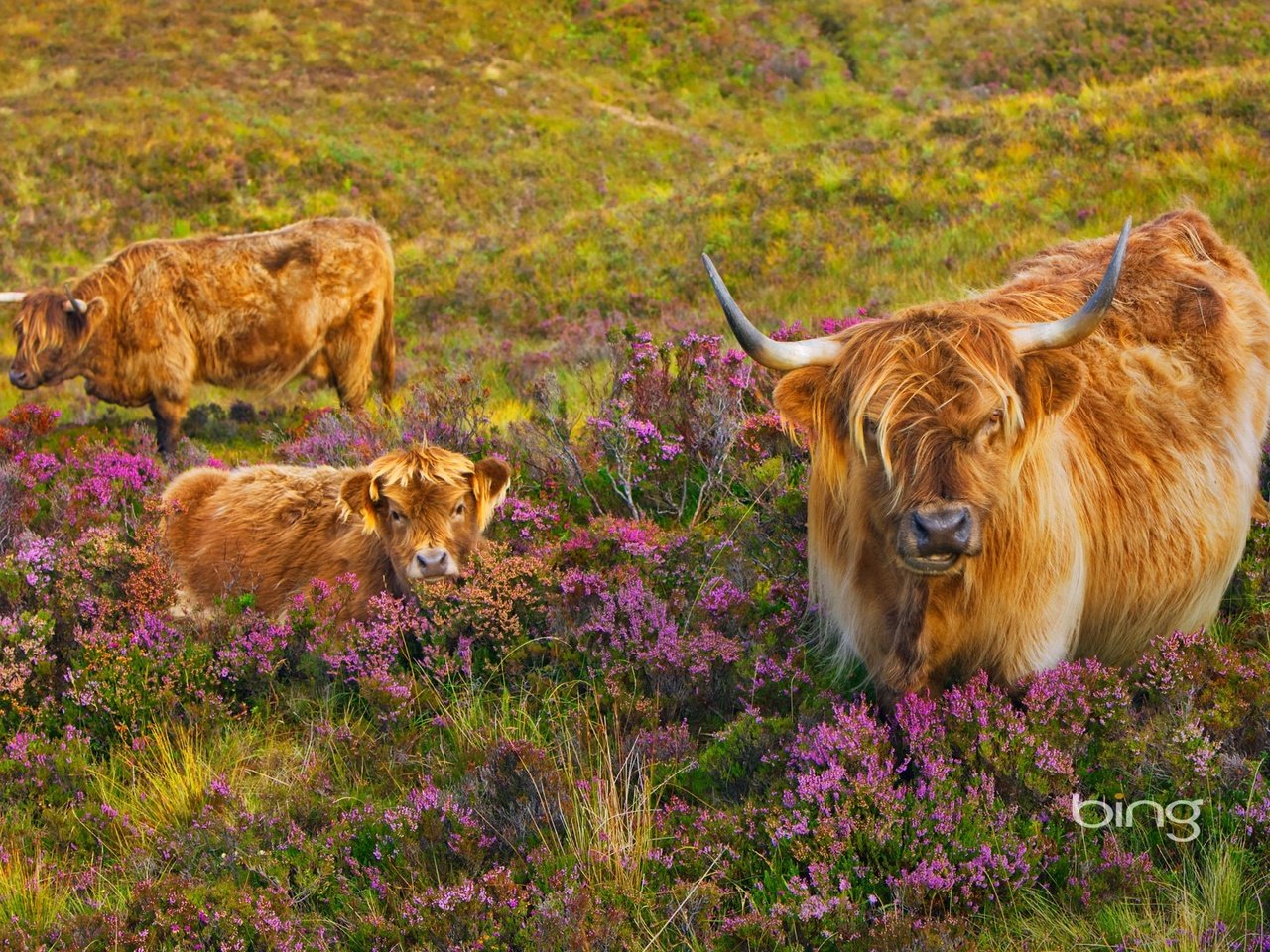 Обои корова, телёнок, вереск, лохматые шотландские коровы, cow, calf, heather, shaggy scottish cows разрешение 1920x1200 Загрузить