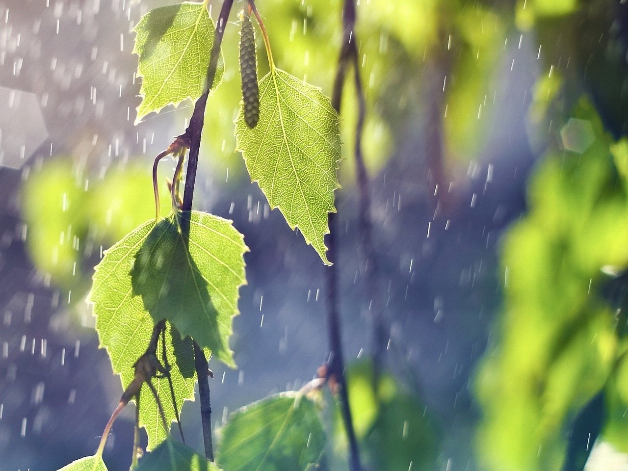 Обои природа, листья, ветки, дождь, береза, зеленый лист, nature, leaves, branches, rain, birch, green leaf разрешение 1920x1200 Загрузить