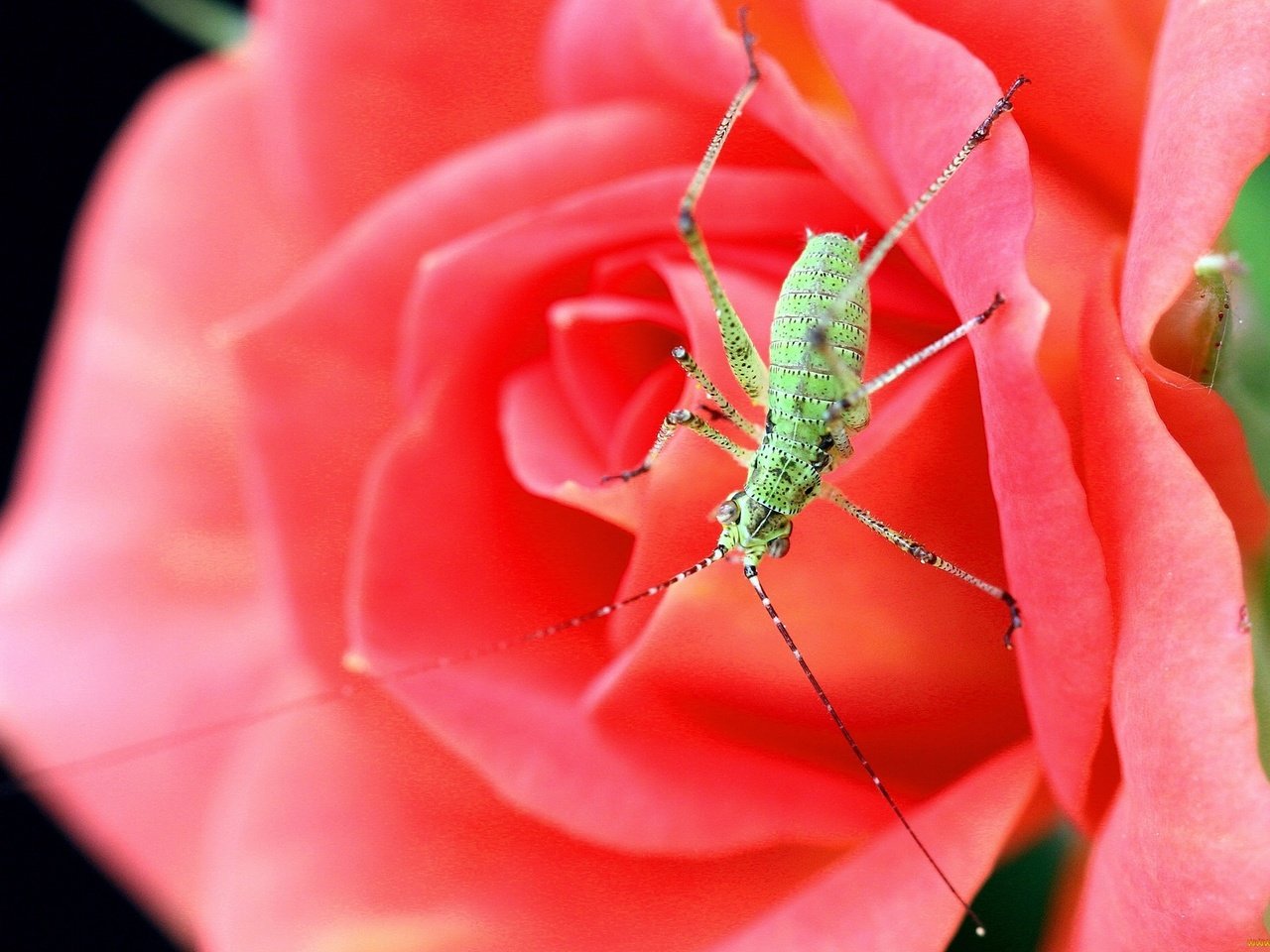 Обои жук, макро, насекомое, цветок, роза, beetle, macro, insect, flower, rose разрешение 2100x1400 Загрузить