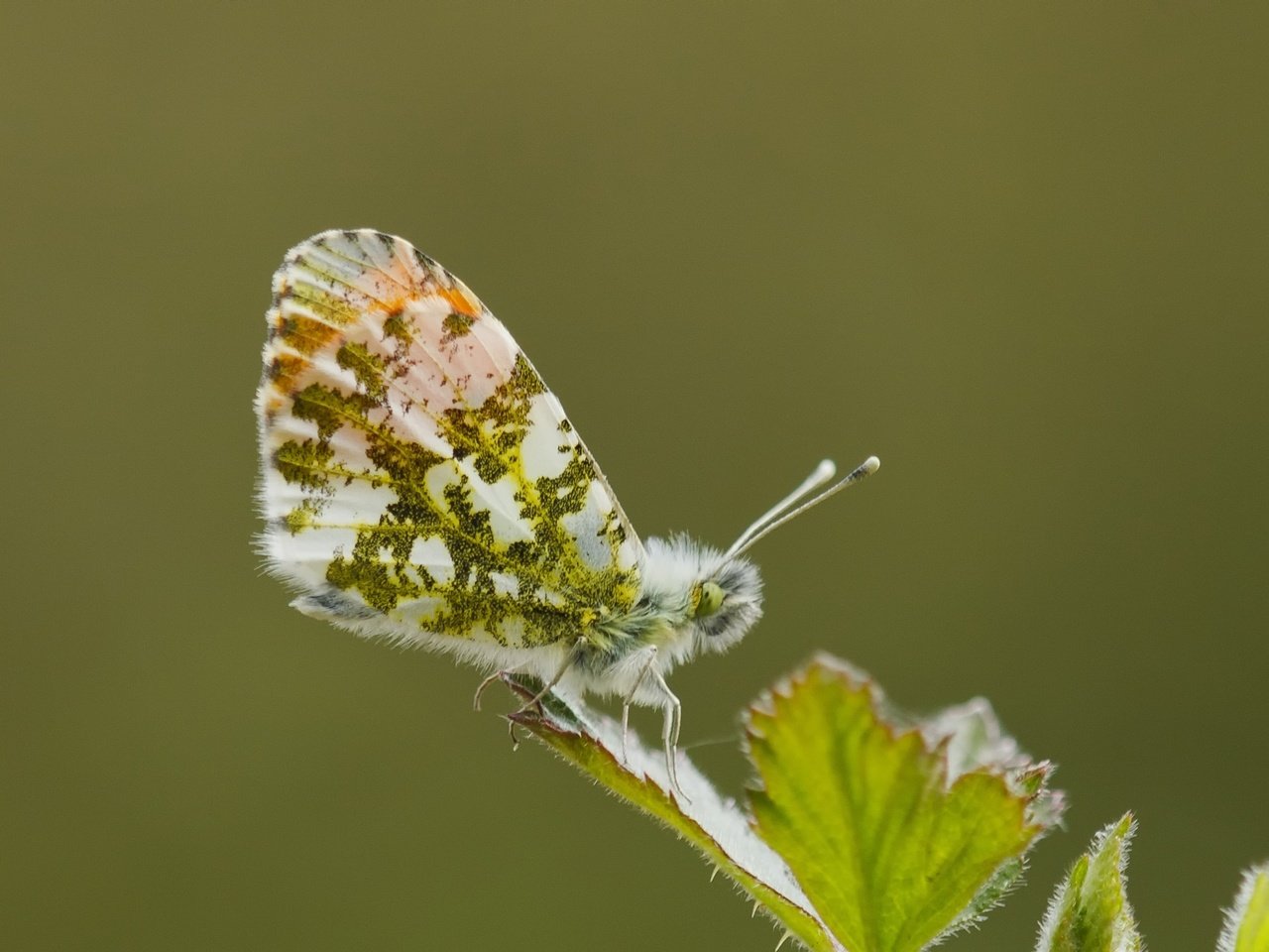 Обои макро, насекомое, бабочка, крылья, лист, macro, insect, butterfly, wings, sheet разрешение 2264x1509 Загрузить