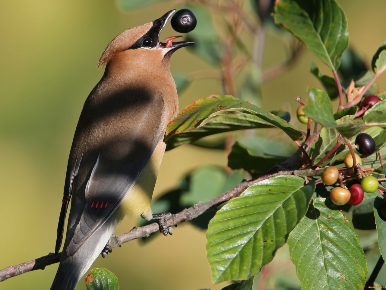 Обои ветка, природа, птицы, ягоды, свиристель, branch, nature, birds, berries, the waxwing разрешение 2048x1445 Загрузить