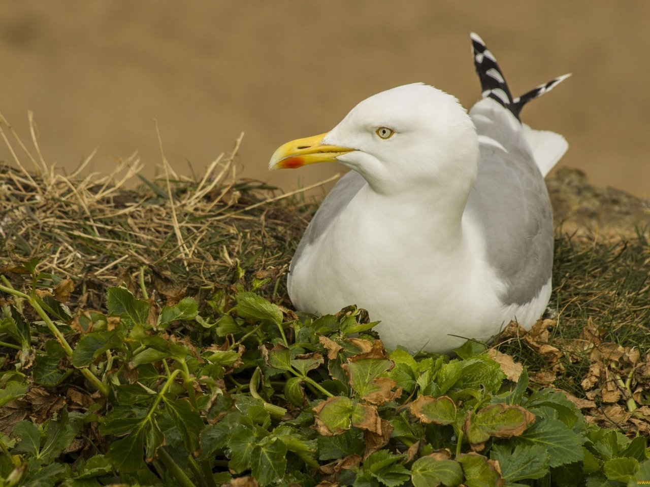 Обои трава, природа, листья, чайка, птицы, grass, nature, leaves, seagull, birds разрешение 2048x1365 Загрузить